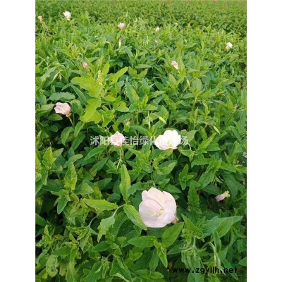 金森女貞 金森女貞小苗 金森女貞球 盆栽金森女貞苗 園林綠化