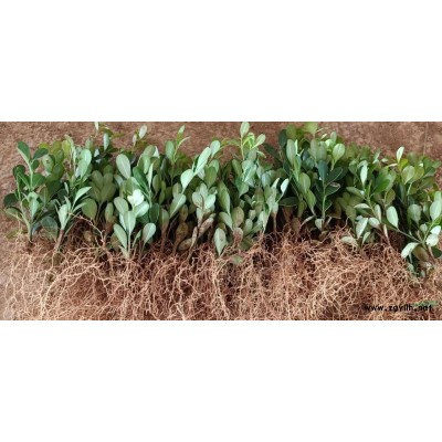 大量供應(yīng)金森女貞扦插小苗