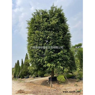 金森女貞柱形1.5-2.5米高