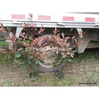 紅葉石楠低價出售