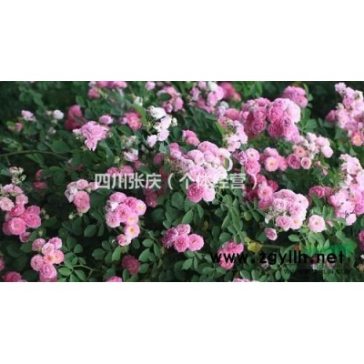 四川薔薇，龜甲冬青  紅葉石楠  金葉女貞 金邊黃楊大量供應