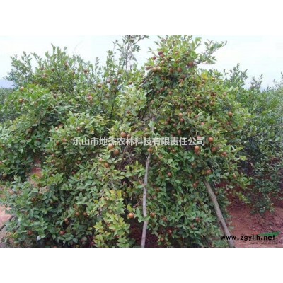 油茶苗，嫁接油茶苗，良種油茶苗，新品種油茶苗