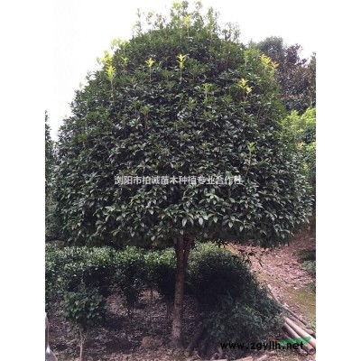 金邊黃楊，金邊黃楊價格，金邊黃楊批發(fā)，金邊黃楊球