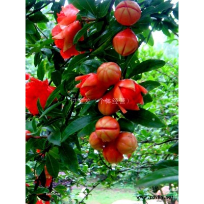 大量低價供應甜茶苗