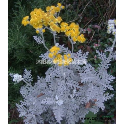 匍枝亮綠忍冬   匍枝亮綠忍冬小苗  園林綠化苗木