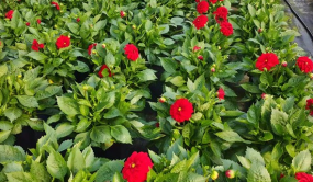 多地疫情反彈 花卉深陷價量雙跌困境